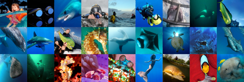 Publications that Feature Dive Stock Underwater Images